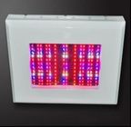 Cheap Red LED Grow Plant Lights RCG100*3W for Horticulture Greenhouse