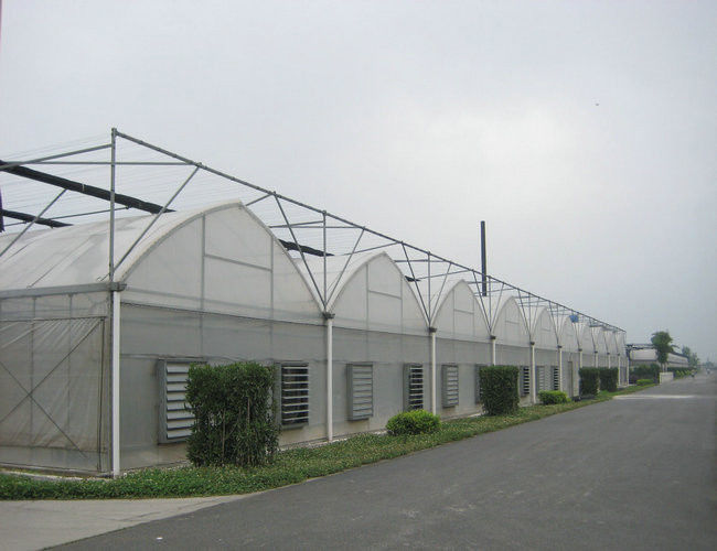 4000mm section plastic film Commercial greenhouses , 8000mm span