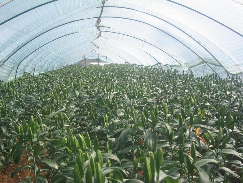 hdpe uvioresistant  greenhouse shade net in china