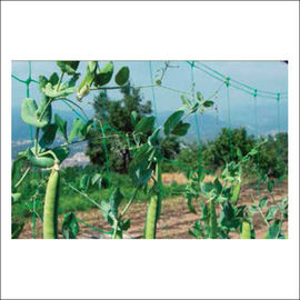 Customized Green Plant Support Net With PE Material / UV Resistance