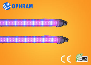 50Hz / 60Hz 230V / 240V Full Spectrum LED Grow Lights For Vegetable
